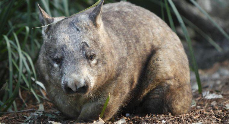 Wombats Ne Yiyor?