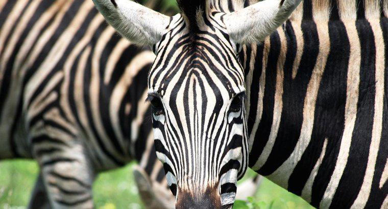 Zebra'nın kaç çizgisi var?