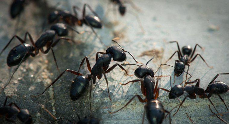 Karıncalar Hastalık Taşıyor mu?