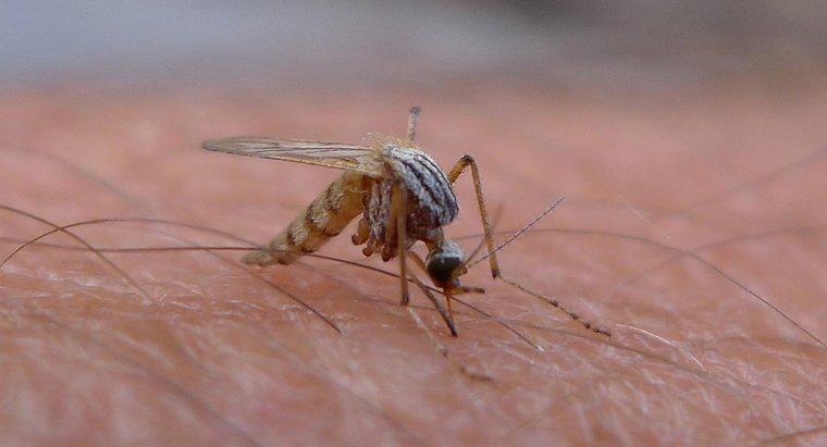 Sivrisinekler Ne Kadar İçinde Yaşar?