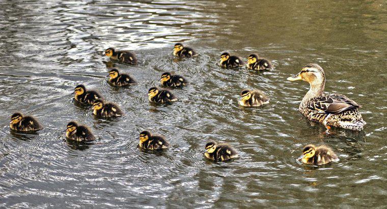 Bir grup yavru ördek ne denir?