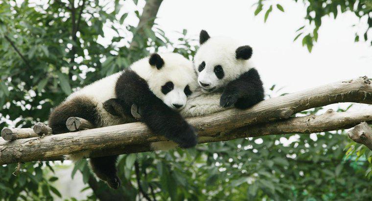Kalan Panda Habitatları Nerede?