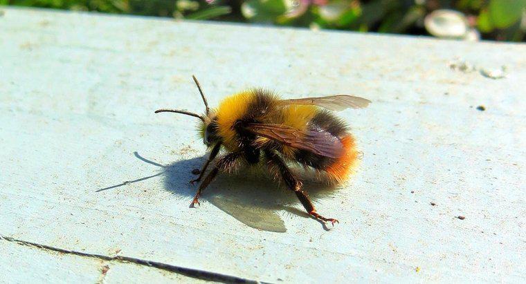 Bir arı kaç bacakları var mı?