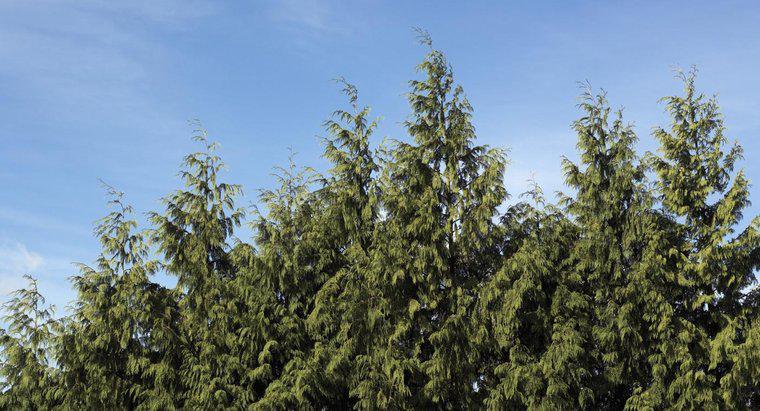 Leyland Cypress’i Nasıl Budanarak Kesebilirsin?