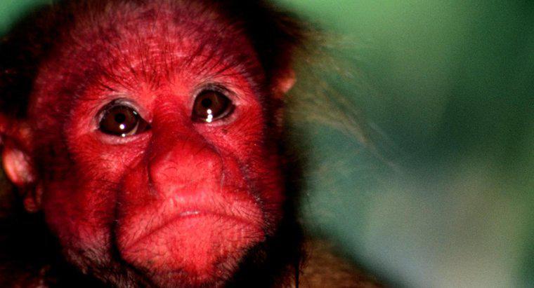 Kırmızı Yüzlü Maymun Denilen Nedir?
