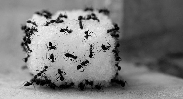 Sirkeyi Kullanarak Karıncaları Nasıl Öldürürsünüz?