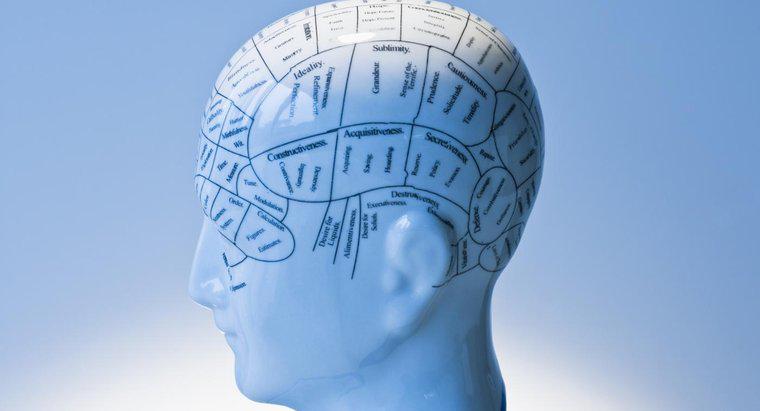 Hangi varsayılan fonksiyonlar Phrenology vurguladı?