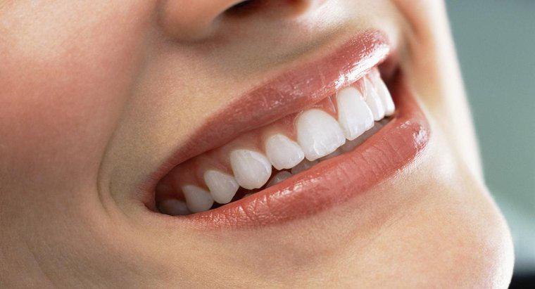 Yetişkinler Yeni Dişler Yetiştirebilir mi?