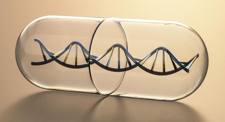 DNA Molekülünün Merdivenin Taraflarını Ne Yapar?