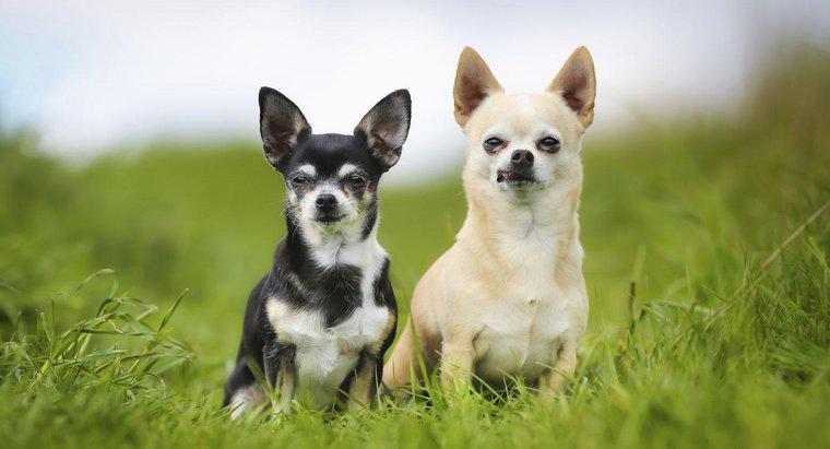 Chihuahua Köpekleri Maliyeti Ne Kadardır?