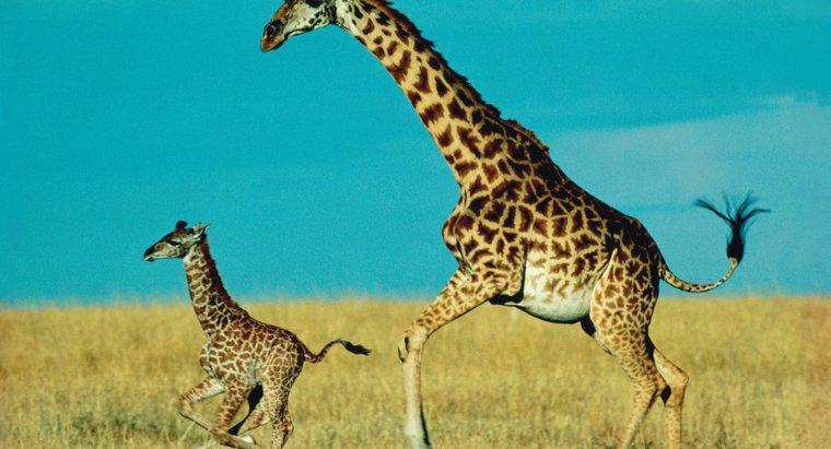 Bir Bebek Zürafa Annesiyle Ne Kadar Kalır?