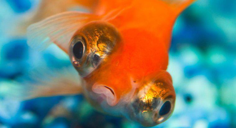 Goldfish Neden Baş Aşağı Yüzüyor?