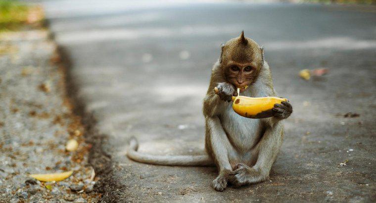 Maymunlar Ne Tür Yiyecekler?