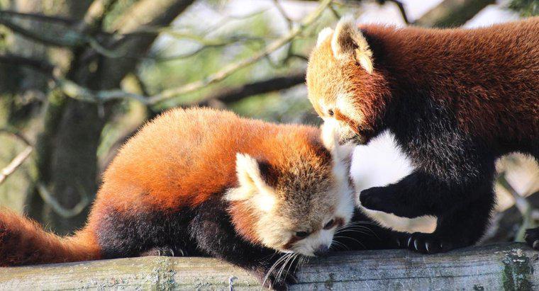 Red Panda'yı evcil hayvan olarak bulundurmak yasal mı?