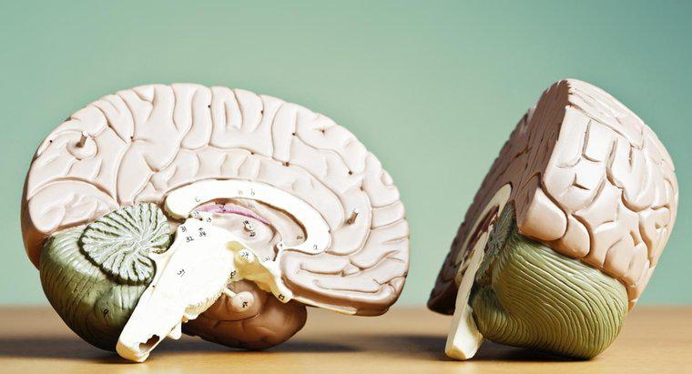 Beynin İki Yarım Küresini Ne Bağlar?